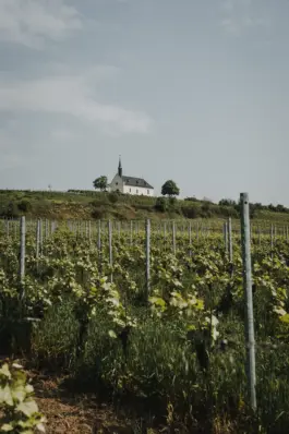 Erzeuger und Weinberge der nachhaltigen Weinmarke HORIZN29 