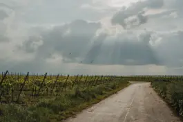 Bildwelt für die nachhaltige Weinmarke HORIZN29 