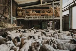 Ein Schafscherer bei seiner Arbeit - authentische Szene aus einer landwirtschaftsreportage Fotografie. 
