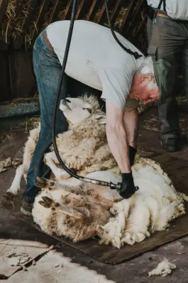 Ein Schafscherer bei seiner Arbeit - authentische Szene aus einer landwirtschaftsreportage Fotografie. 