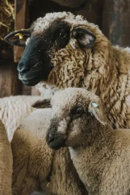 Schafe im hellen Stall auf Stroh während einer landwirtschaftsreportage Fotografie in einem modernen landwirtschaftlichen Betrieb. 
