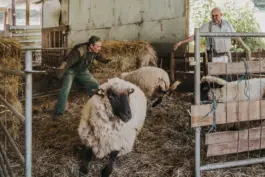 Zwei Schäfer treiben die Schafe aus dem Stall - authentische Szene aus einer landwirtschaftsreportage Fotografie. 