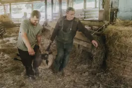 Ein Schafscherer bei seiner Arbeit - authentische Szene aus einer landwirtschaftsreportage Fotografie. 