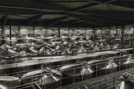 Professionelle Unternehmensfotografie in der Weinproduktion