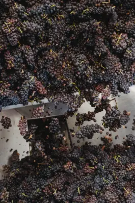 Fotografin für Weingüter an der Saar und Mosel 