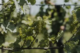 Fotografin für Weingüter an der Saar und Mosel 