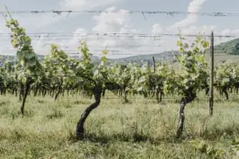 Fotografin für Weingüter an der Saar und Mosel 