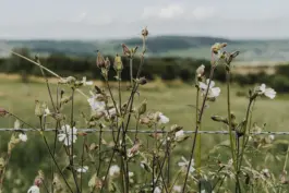 Fotografin für Weingüter an der Saar und Mosel 