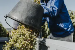 Fotografin für Weingüter an der Saar und Mosel 