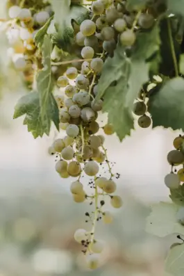 Fotografin für Weingüter an der Saar und Mosel 