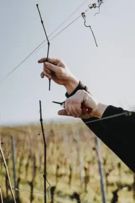 Fotografin für Weingüter an der Saar und Mosel 